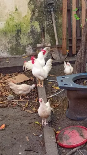 Galo ,galinhas capoeira 