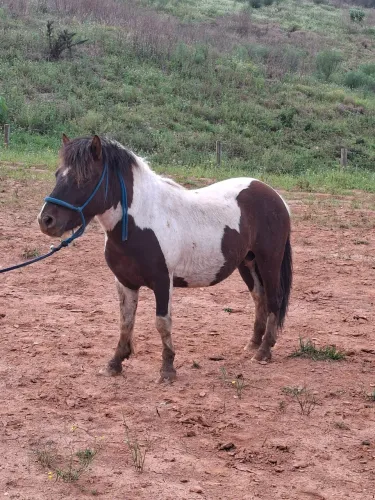 Lindo ponei garanhao 6 anos