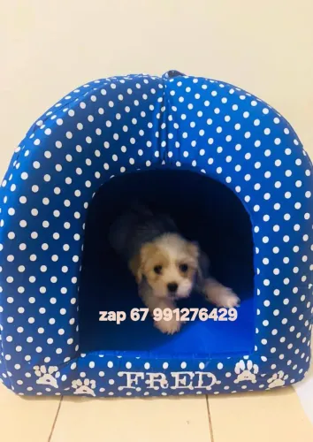 Casinhas gatos e cachorros