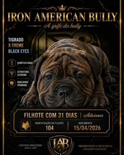 Filhotes de American Bully pocket alto padrão 