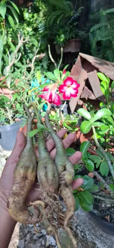 3 Mudas de ROSA DO DESERTO (Mudas "nuas" -cores sortidas)
