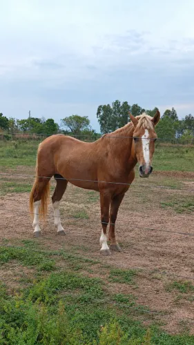 COBERTURA CAVALO MANGALARGA MACHADOR