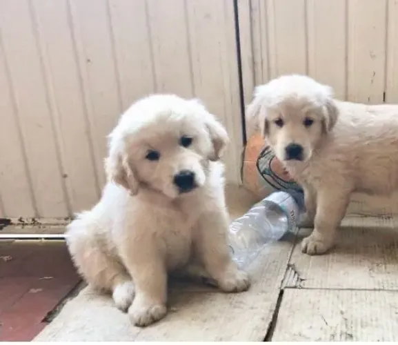 Filhotes de Golden Retriever | Seu novo amigo pode ser um deles!