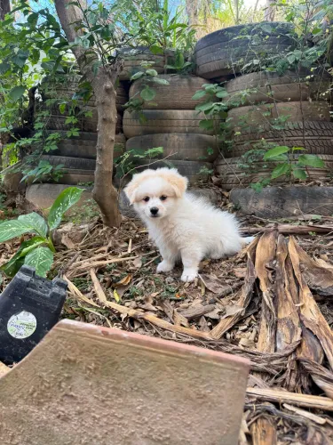 Lulu-da-pomerânia com Pequinês