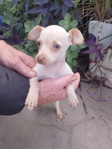 Pinscher N1 Macho Vacinado