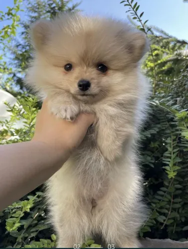 Spitz alemão Esse cachorro encanta de forma natural
