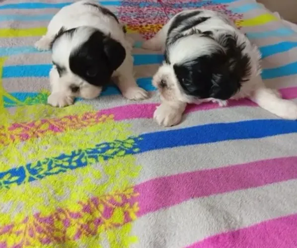 Filhote de Shih Tzu fêmea para reserva