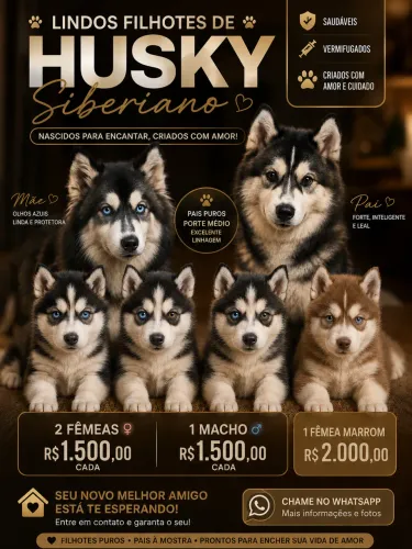 Lindos filhotes de Husky Siberiano 
