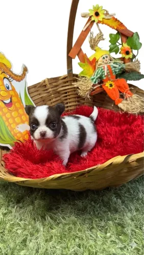 Chihuahua Pelo longo filhote macho branco e chocolate