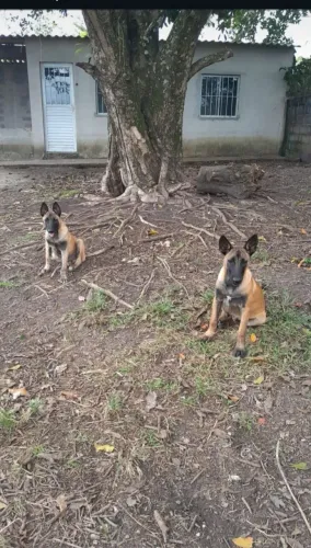 Pastor Belga Malinois