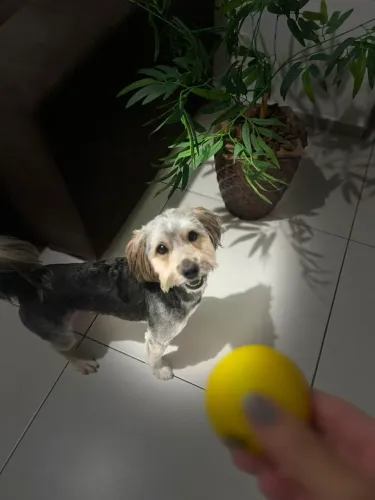 doação de cachorro 