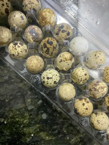 Ovos de Codorna