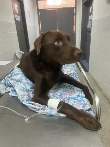 Labrador para adoção responsável | Muito dócil, ama crianças e precisa de cuidados
