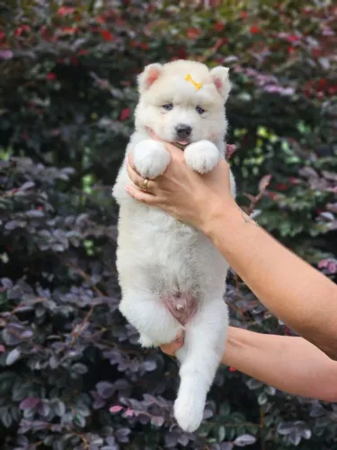 Husky Siberiano | Rota Mensal CG