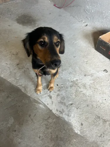 Doação cachorro macho