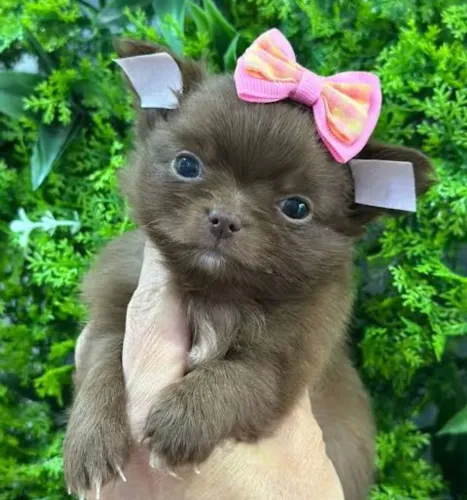 Chihuahua pelo longo chocolate