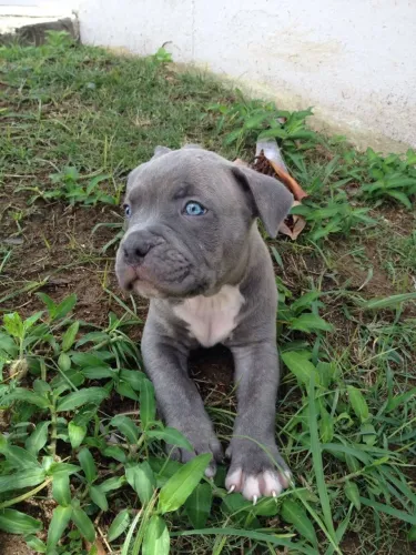 Pitbull - Amor Verdadeiro Em Cada Detalhe