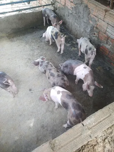 Leitões
