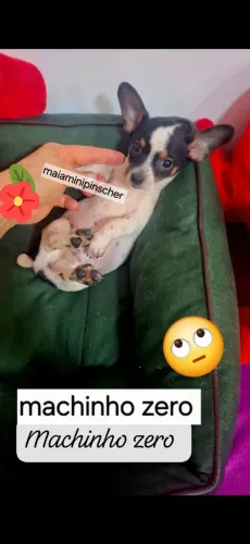 Pinscher zero machinho 