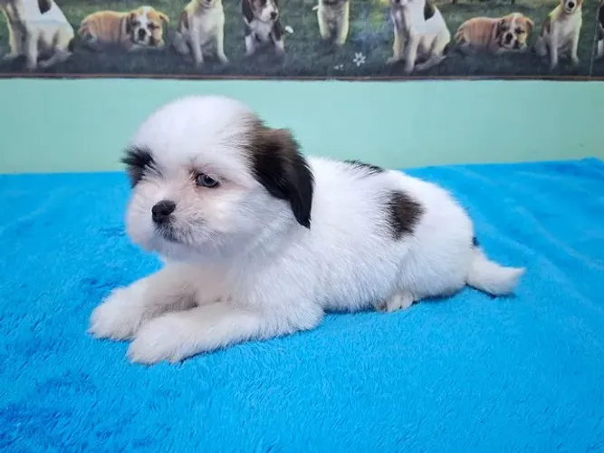 Lhasa Apso - Filhote Fêmea Disponível à Pronta Entrega