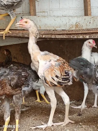 Frangos e frangas a venda 