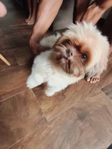 Shih Tzu Mini Macho - Kalel (1 ano)