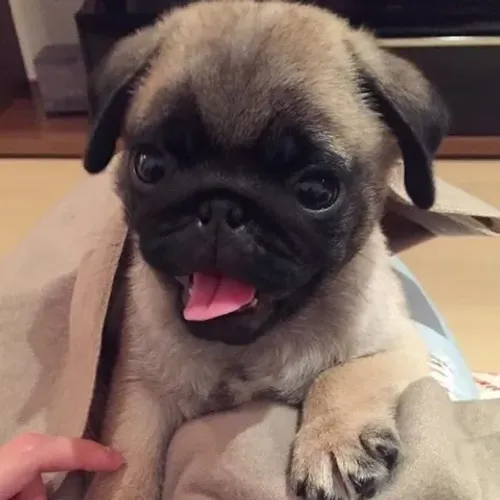 Pug Um cachorrinho que faz sucesso por onde passeia