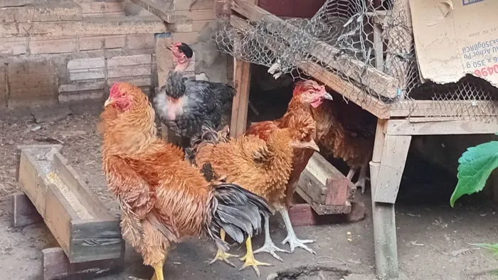 Galos/Galinhas frisados novos