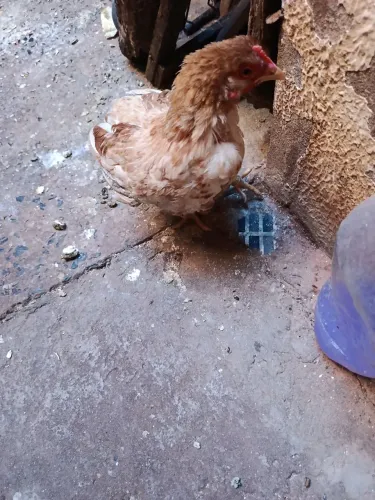 Doa um frango