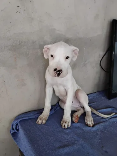 DOGO ARGENTINO