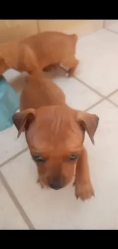 Cachorros pincher