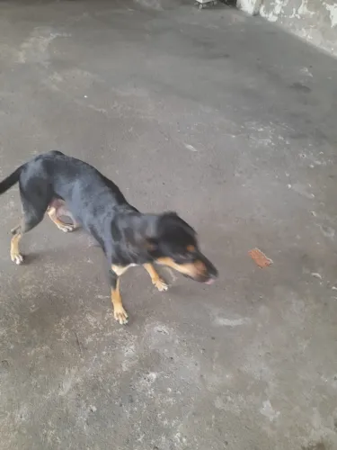 Doação de cães