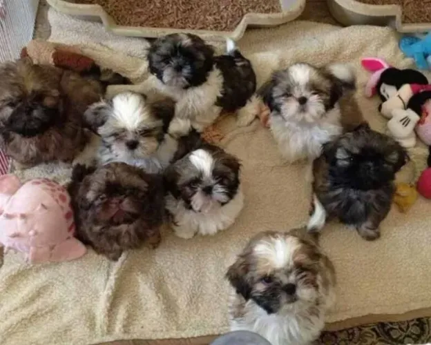 shih tzu
