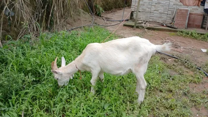 Vendo cabrita raça Saanen original