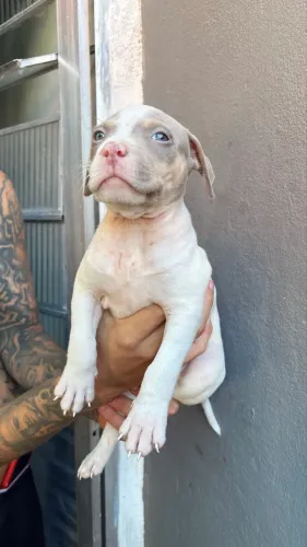 Pit monster fêmea com pedigree alto padrão