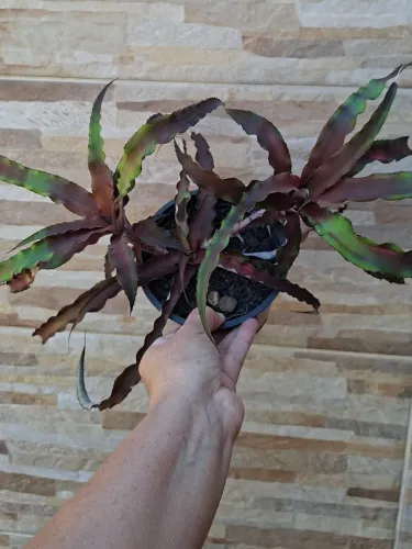Cryptanthus