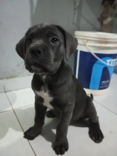 Cachorra fêmea para vender primeira vacina ela tem 2 messes novinha