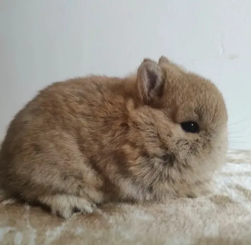MINI COELHOS NETERLAND DWARF