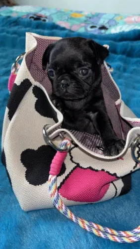 PUG FEMEA BLACK SUPER PEQUENINA