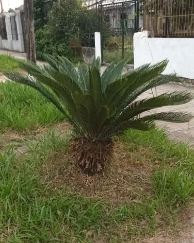 Planta Cica