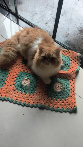 Gato persa