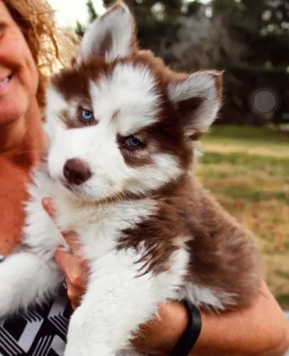 Husky siberiano Uma nova possibilidade para quem busca um pet