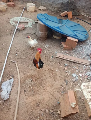 Galo garnizer e galinha