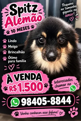 Spitz alemão