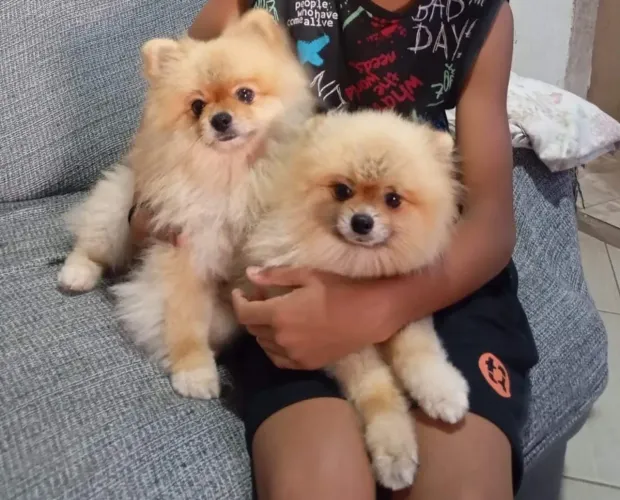 Vendo dois lulu da pomerania