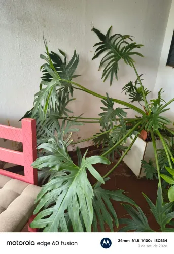 Plantas
