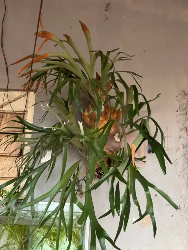 Vendo Chifre-de-Veado (Platycerium bifurcatum) tem 10 anos aceito propostas