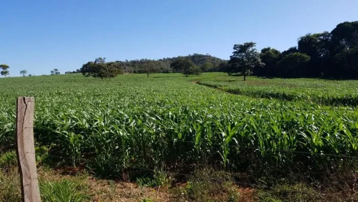 VENDE-SE SÍTIO NO MUNICÍPIO DE BELA VISTA DE GOIÁS - GO