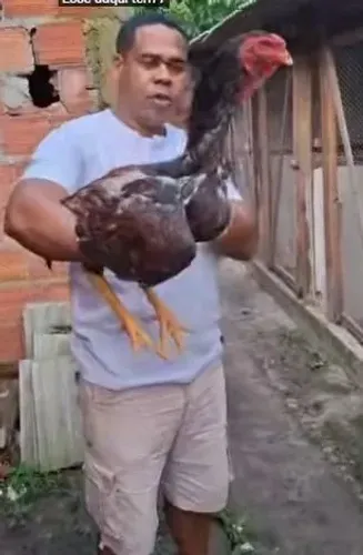 Indio Gigante Legitimo