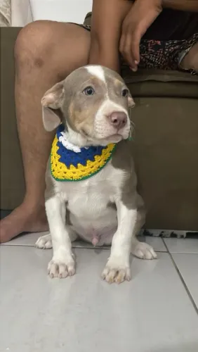Filhote de Pitbull